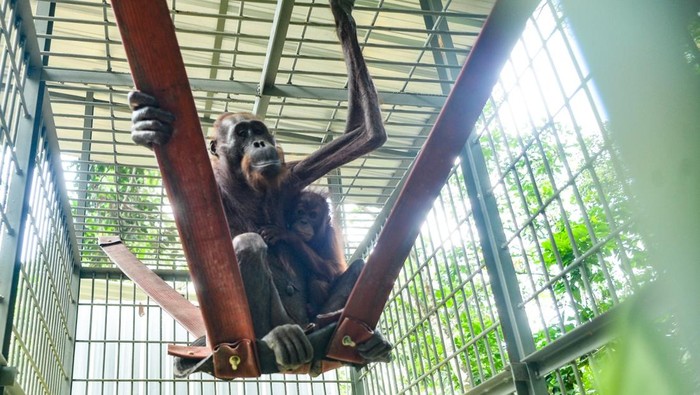 Nasib Orangutan yang Pernah Kurus Kering pada 2023, Upaya Pemulihan Disorot