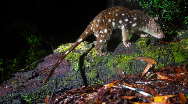 Dari Hutan Purba Papua, Suara Konservasi Satwa Kian Mendesak